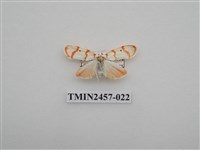 藏品(二斑叉紋苔蛾)的圖片